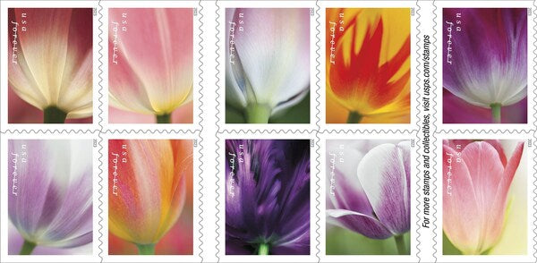 SUNRISES TULIPS and BRIGHT COLORS - Vol. - Issue 3